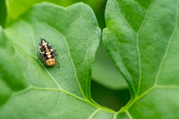 Insect on Green Leaf