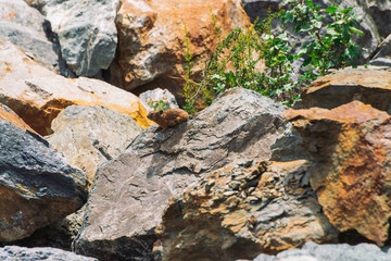 Pika rodent on stones in highlands. Small curious animal on colorful rocky hill. Little fluffy cute mammal on picturesque boulders in mountains. Small mouse with big ears. Little nimble pika.