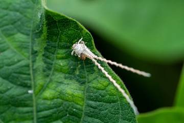 Insect on Green Leaf