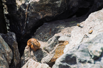 Pika rodent on stones in highlands. Small curious animal on colorful rocky hill. Little fluffy cute mammal on picturesque boulders in mountains. Small mouse with big ears. Little nimble pika.