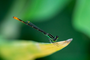 dragonfly on leaves