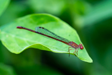 dragonfly on leaves