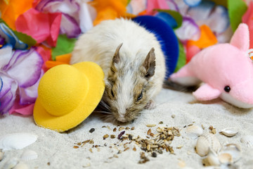 Letnia koszatniczka © Aruru