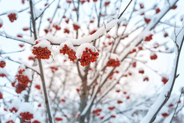Natural background. Bright red berries of mountain ash covered with snow.