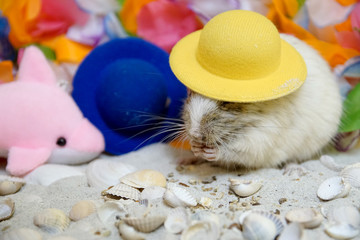 Letnia koszatniczka © Aruru