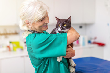 Veterinarian examining a cat in vet's surgery