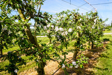 Fototapeta na wymiar An apple orchard which rows of flowering trees are protected against birds, insects and hail by a thin white net stretched above, in spring in the french countryside.