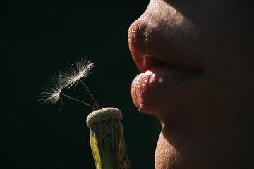 Summer sexy mood. Natural cosmetics concept. Lipstick facial care. Girl blowing on dandelion. Flower seeds, youth and spring. Female mouth close-up. Natural plant. Sexy lips full on black background