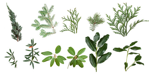 Christmas branches isolated on a white background