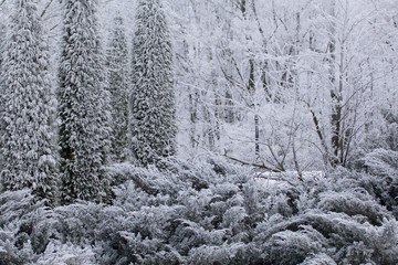 Winter Park. Bushes and trees are covered with thick frost.