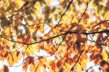 Nostalgic feel from the image of back lit leaves in autumn at a park in Fugikawaguchiko resort town close to the legendary Mount Fuji, Japan.