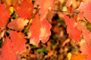 Goldener Herbst_2