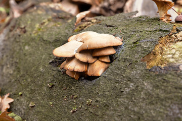 Pilze im Wald