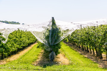 An apple orchard which rows of trees are protected against birds, insects and hail by a thin white net stretched above, in spring in the french countryside.