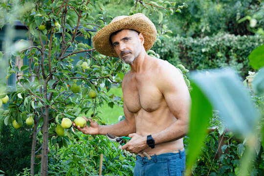 Man picking pears with secateur