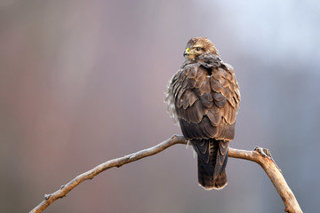 Common buzzard (Buteo buteo)