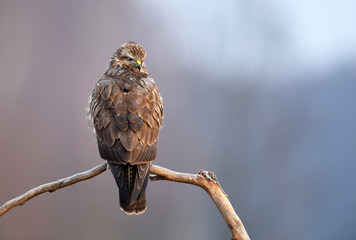 Common buzzard (Buteo buteo)