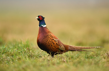 Ringneck Pheasant (Phasianus colchicus)