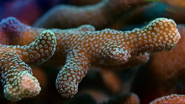 Detail of a stone coral, Raja Ampat, Indonesia