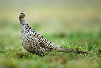 Ringneck Pheasant (Phasianus colchicus) female
