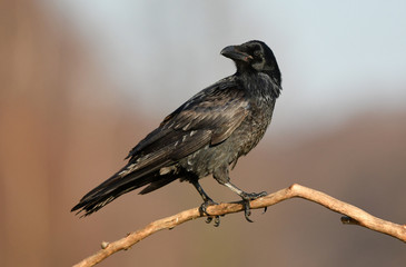 Raven (Corvus corax)