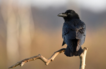Raven (Corvus corax)