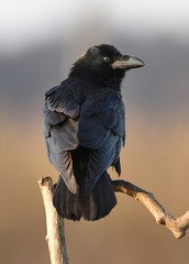 Raven (Corvus corax)