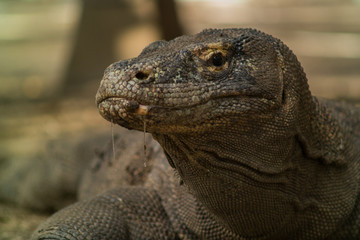 Fototapeta premium Komodo dragon