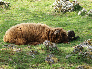 Mouton Suisse, Roux du valais femelle couchée avec son agneau.