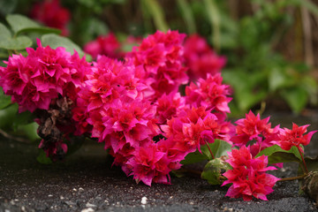 Colorful pink tropical flower Bougainvillea in a park during spring time in Taitung province, Taiwan, China, Asia