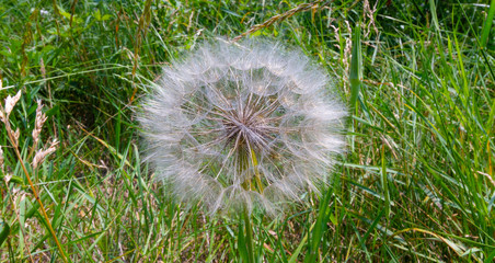 Pusteblume Löwenzahn