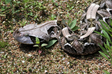 Gaboon viper, Bitis gabonica rhinoceros, is among the largest poisonous snakes