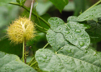 Tropical yellow plant with green leaves after the rain in Taitung province, Taiwan, China, Asia