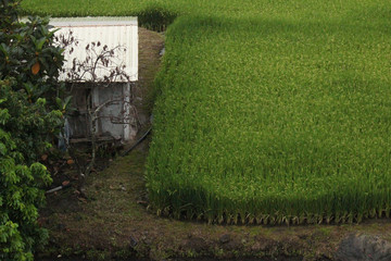 Farmer´s home next to a rice field on a rainy day in the scenic coastal area of Taitung province, Taiwan