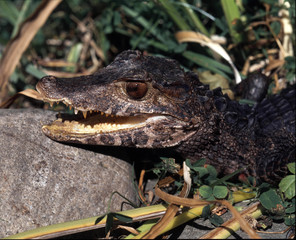 Portrait of a young Schneider's smooth-fronted caiman, Paleosuchus trigonatus