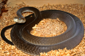 Black mamba, Dendroaspis polylepis, is one of the most feared snakes