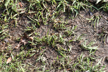 textures of dirty and wet ground with grass