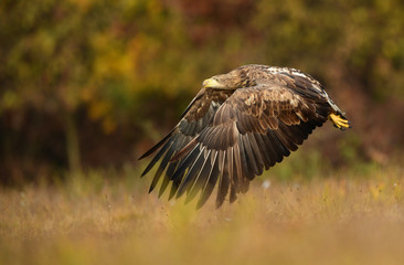 White tailed eagle (Haliaeetus albicilla)