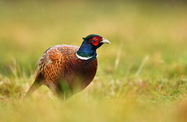 Ringneck Pheasant (Phasianus colchicus)