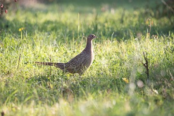 Pheasant female