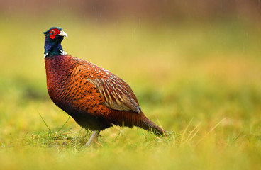 Ringneck Pheasant (Phasianus colchicus)