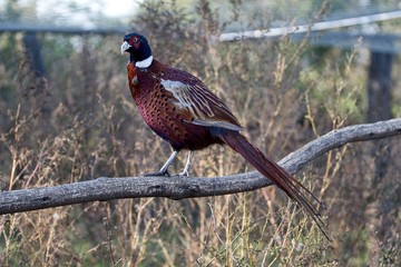 Male of pheasant on branch