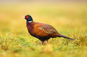 Ringneck Pheasant (Phasianus colchicus)