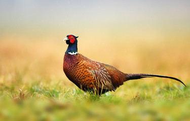 Ringneck Pheasant (Phasianus colchicus)