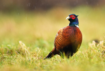 Ringneck Pheasant (Phasianus colchicus)
