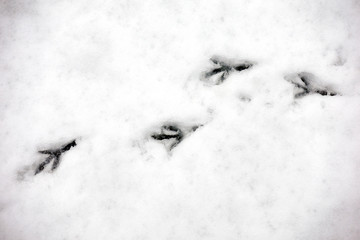 Naklejka premium Traces of birds in snow