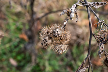 Burdock Fruits in Autumn