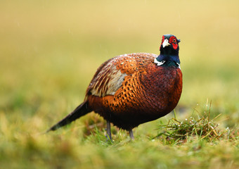 Ringneck Pheasant (Phasianus colchicus)