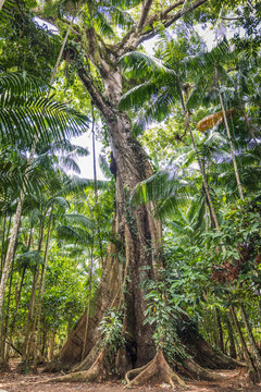 Ceiba pentandra (suma&iacute;_ma), Ilha do Combu, Amazon, Belem do Par&iacute;&ccedil;, Para, Brazil
