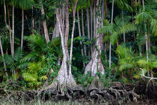 Euterpe oleracea (a&iacute;_ai), Igarap&iacute;&copy;, Amazon, Belem do Par&iacute;&ccedil;, Para, Brazil